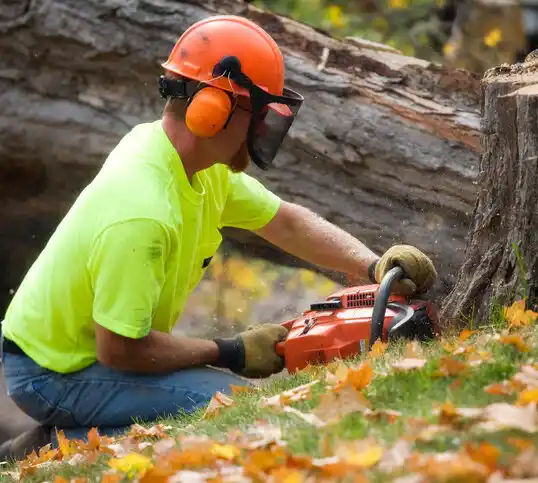 tree services Ardsley